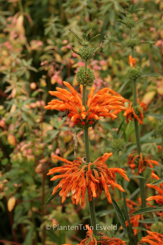 Leonotis leonoris