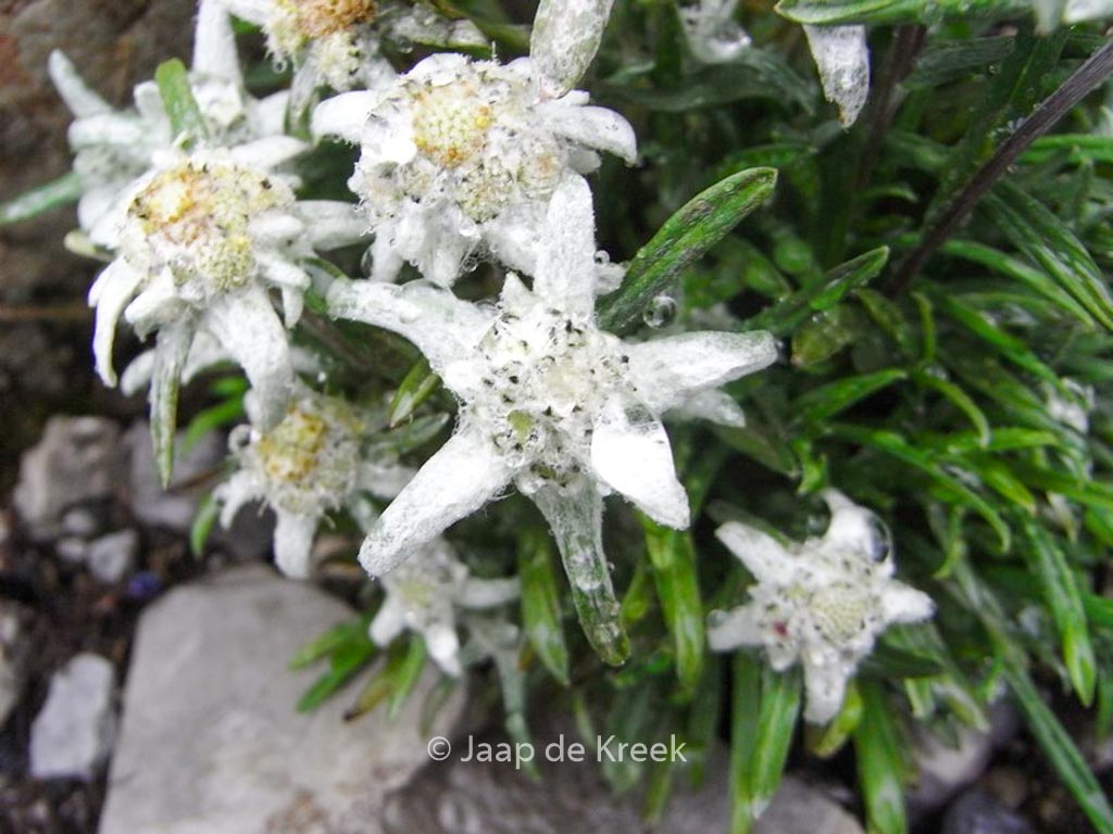 Leontopodium alpinum