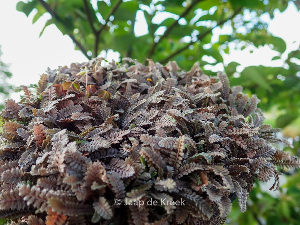 Leptinella squalida ‘Platt’s Black’