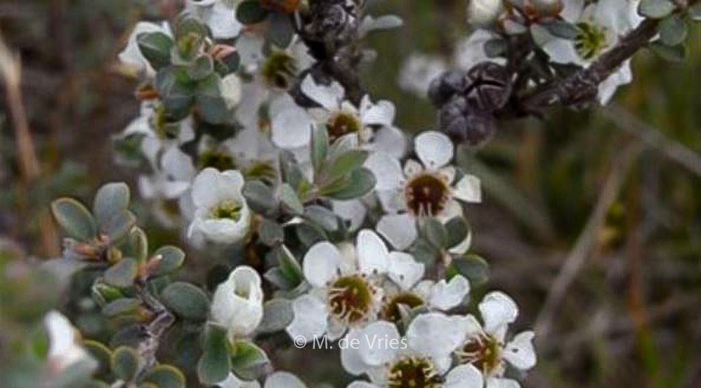 Leptospermum myrtifolium ‘Silver Sheen’