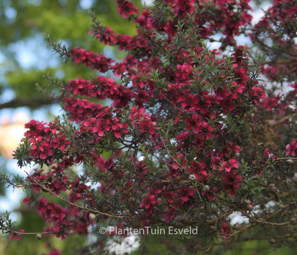 Leptospermum scoparium