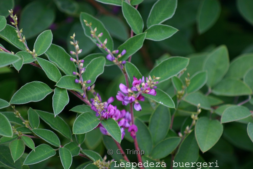 Lespedeza buergeri