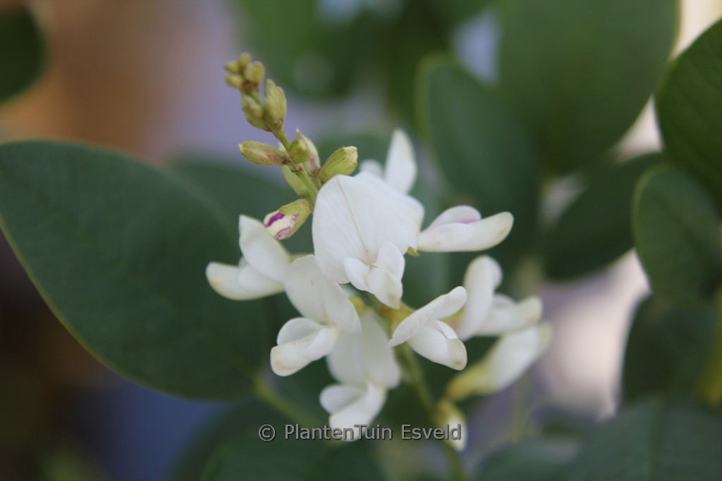 Lespedeza thunbergii ‘Albiflora’