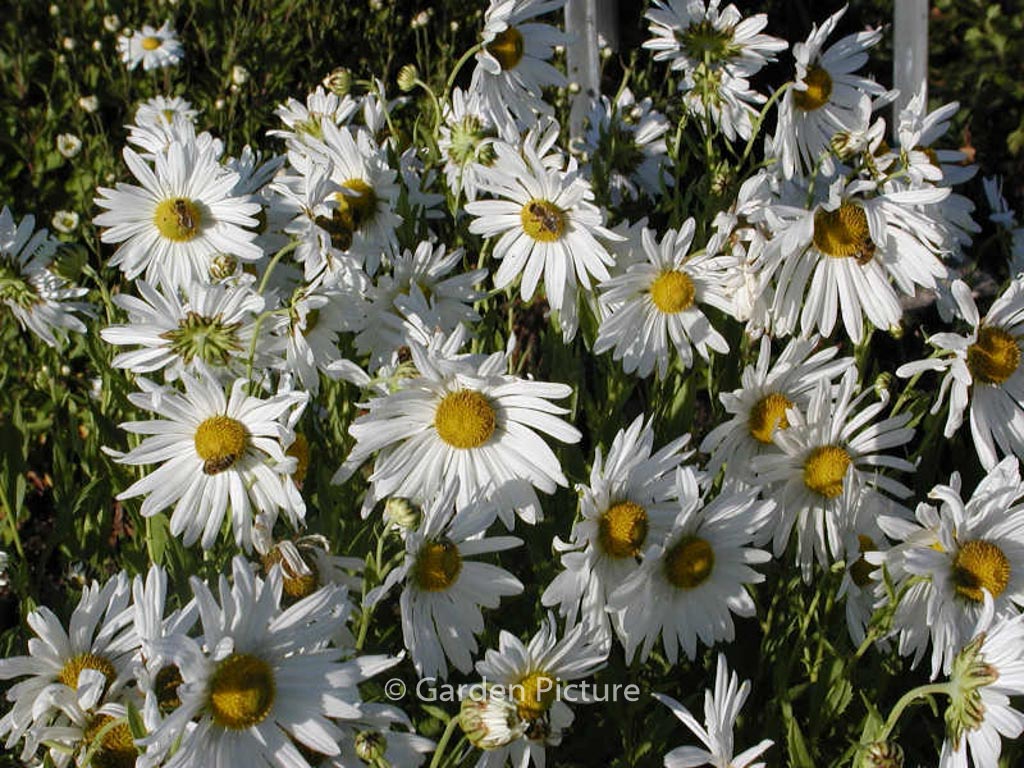 Leucanthemella serotina