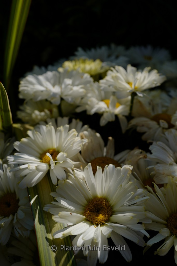 Leucanthemum ‘Banana Cream’