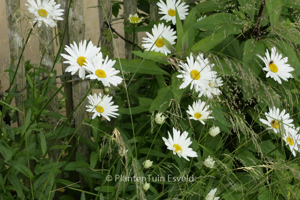 Leucanthemum ‘Becky’