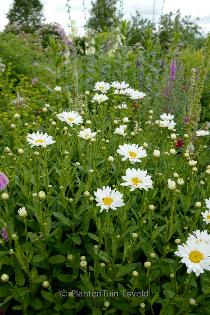 Leucanthemum ‘Brightside’