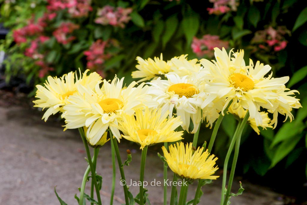 Leucanthemum ‘Goldfinch’