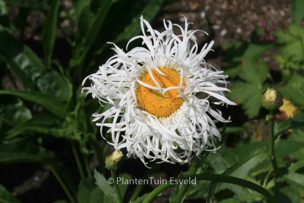 Leucanthemum ‘Old Court Variety’