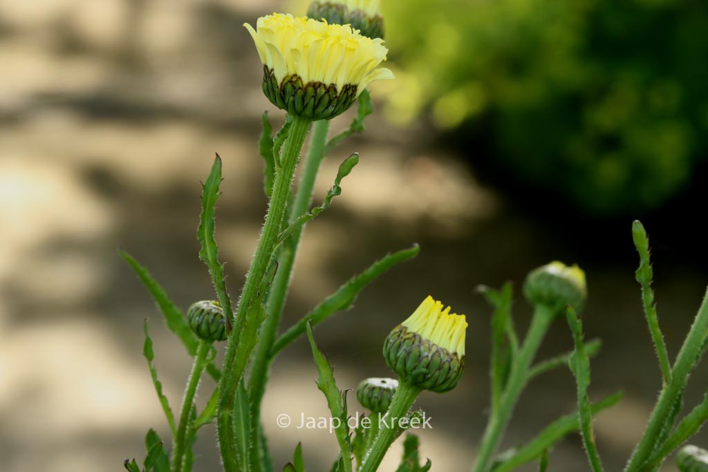 Leucanthemum ‘Real Dream’