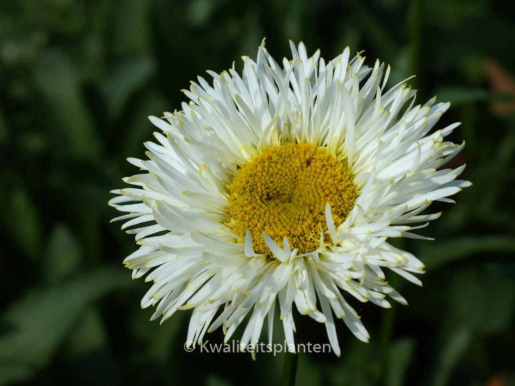 Leucanthemum ‘Real Galaxy’