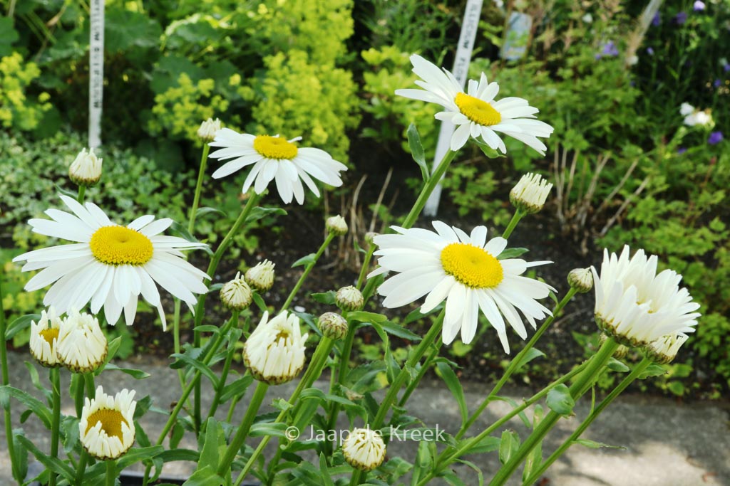 Leucanthemum ‘Snow Cap’
