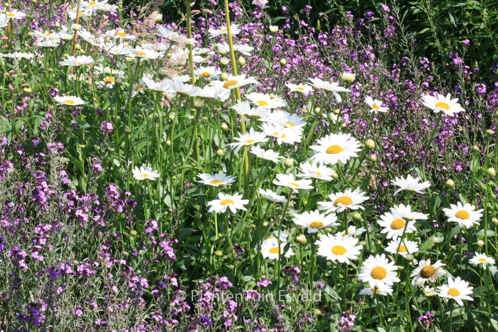 Leucanthemum ‘Stina’