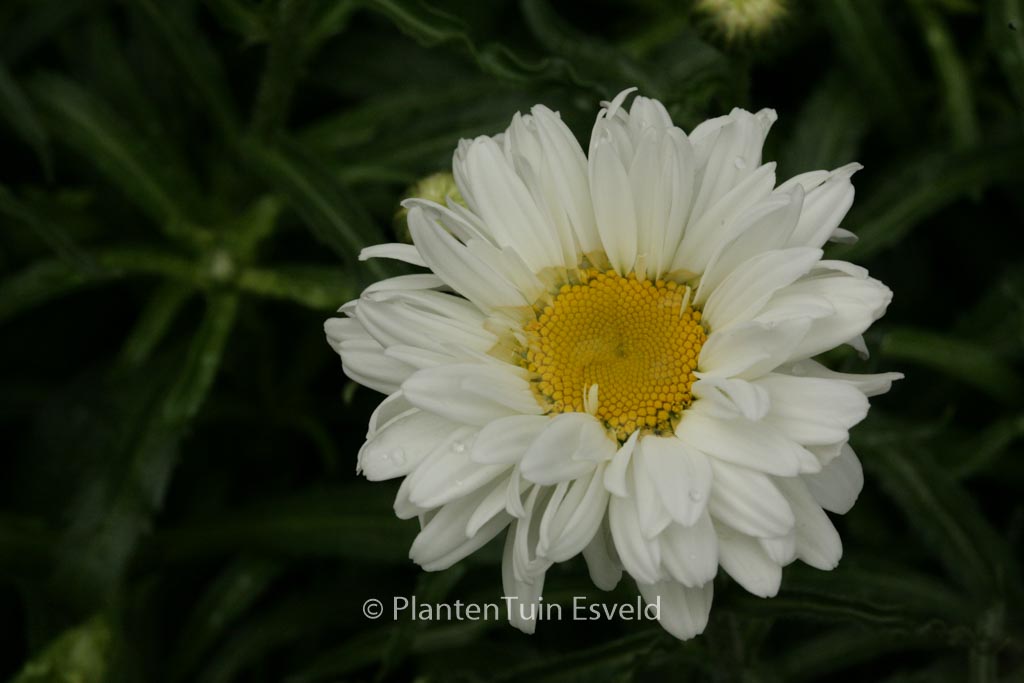Leucanthemum ‘Victorian Secret’