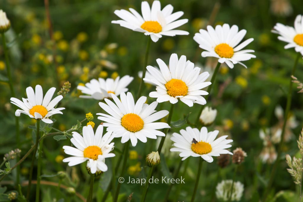 Leucanthemum vulgare
