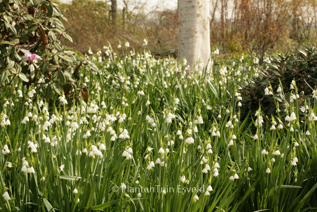 Leucojum aestivum ‘Gravetye Giant’