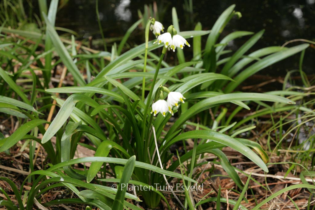 Leucojum vernum