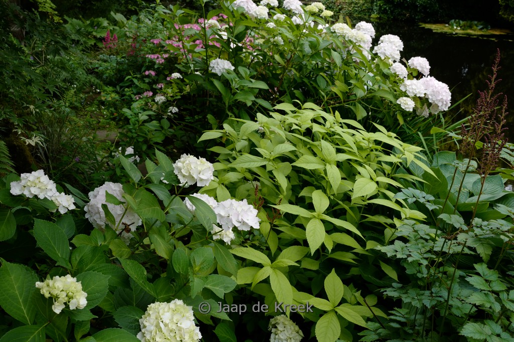 Leucosceptrum japonicum ‘Golden Angel’