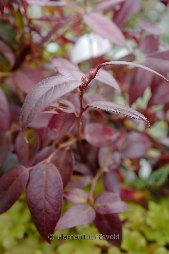 Leucothoe ‘Zebonard’ (LOVITA)