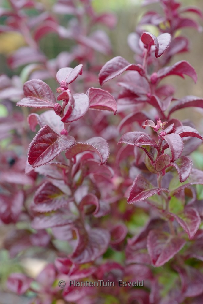 Leucothoe axillaris ‘Opstal20’ (TWISTING RED)