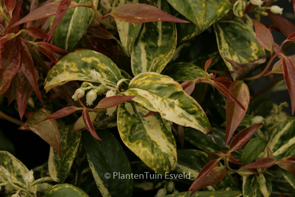 Leucothoe fontanesiana ‘Makijaz’
