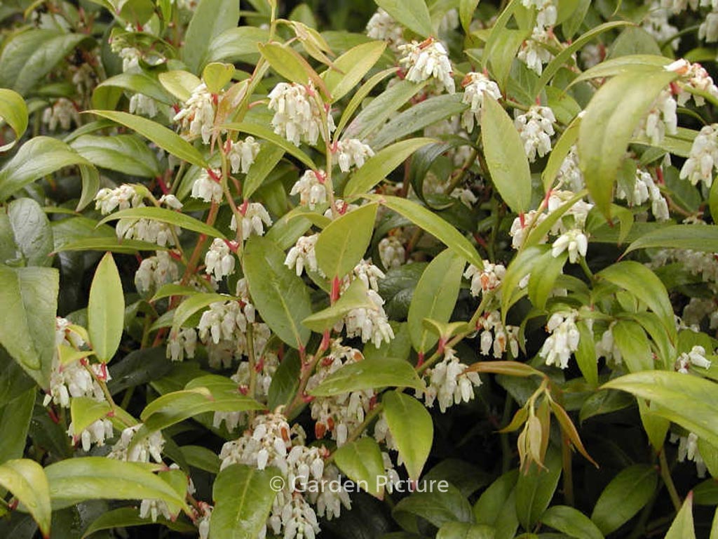 Leucothoe fontanesiana ‘Rollissonii’