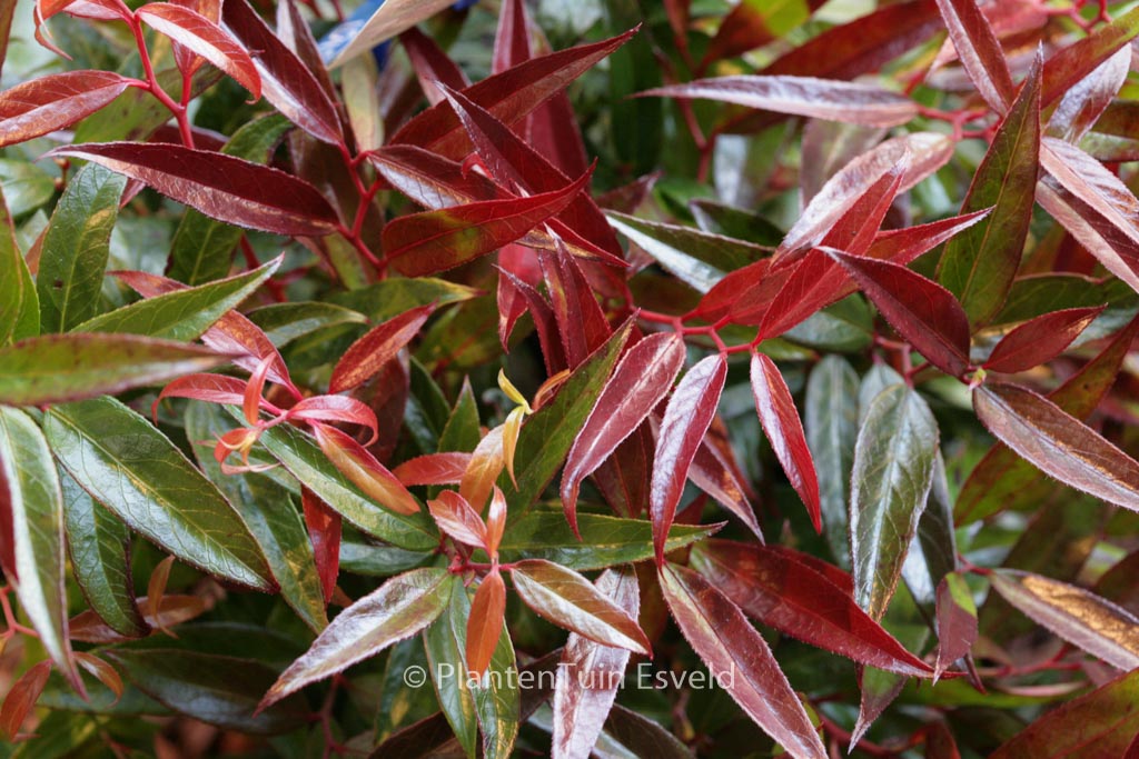 Leucothoe keiskei ‘Opstal50’ (BURNING LOVE)