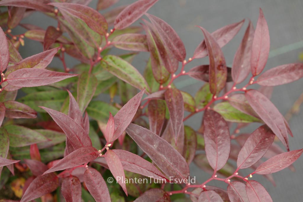 Leucothoe keiskei ‘Royal Ruby’