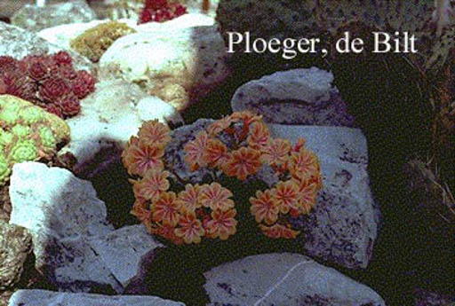 Lewisia ‘Sunset Hybrids’