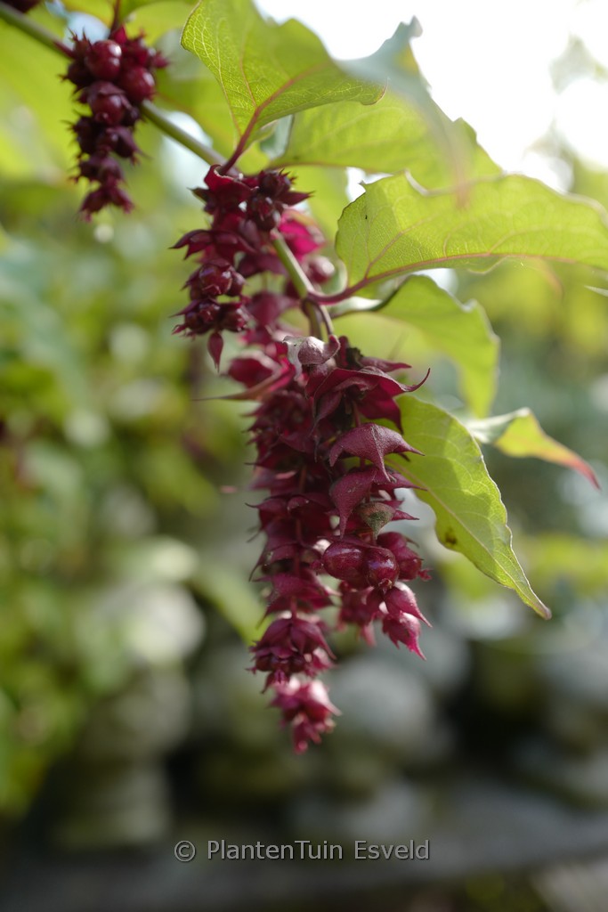 Leycesteria formosa
