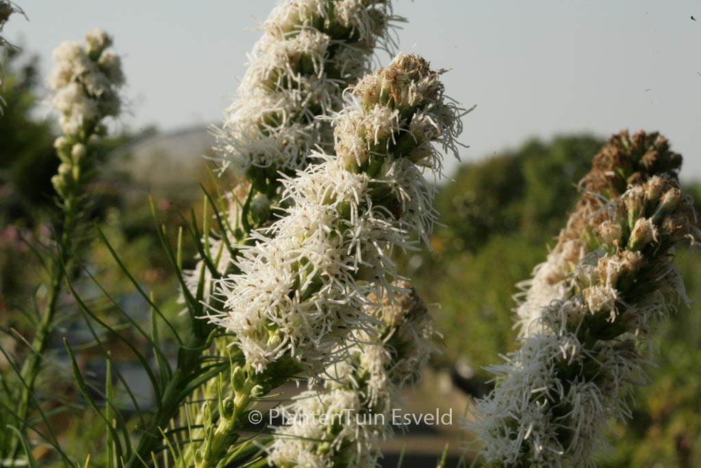 Liatris scariosa ‘Alba’