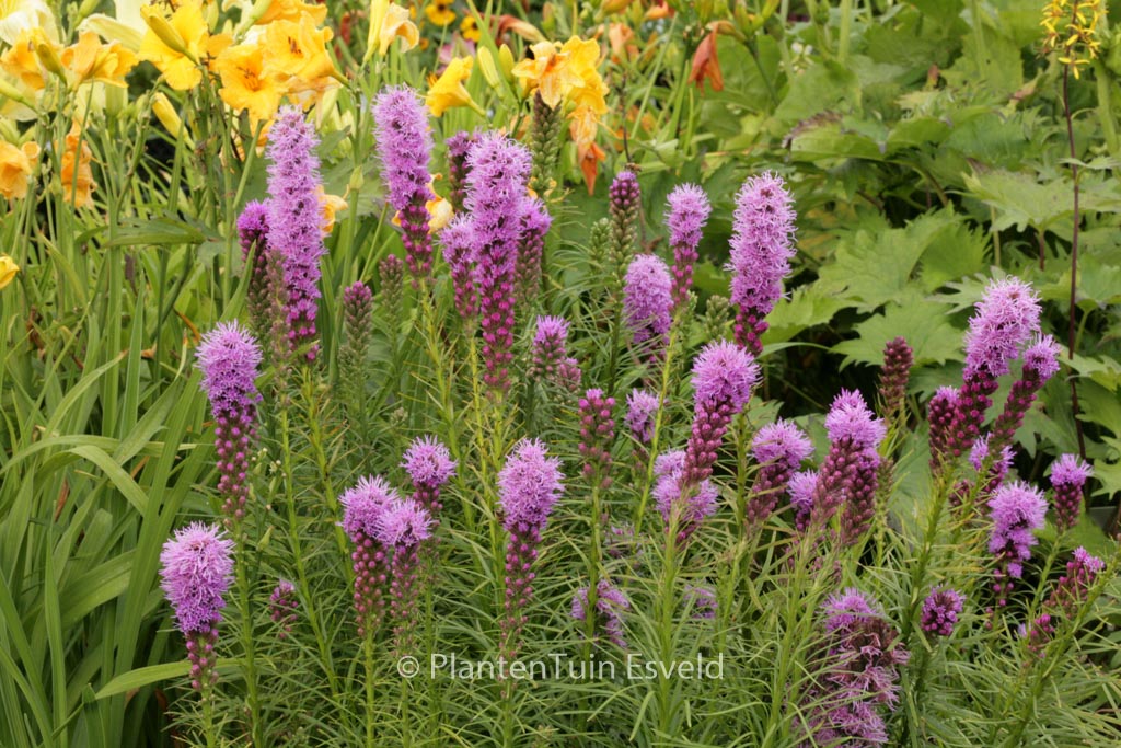 Liatris spicata ‘Kobold’
