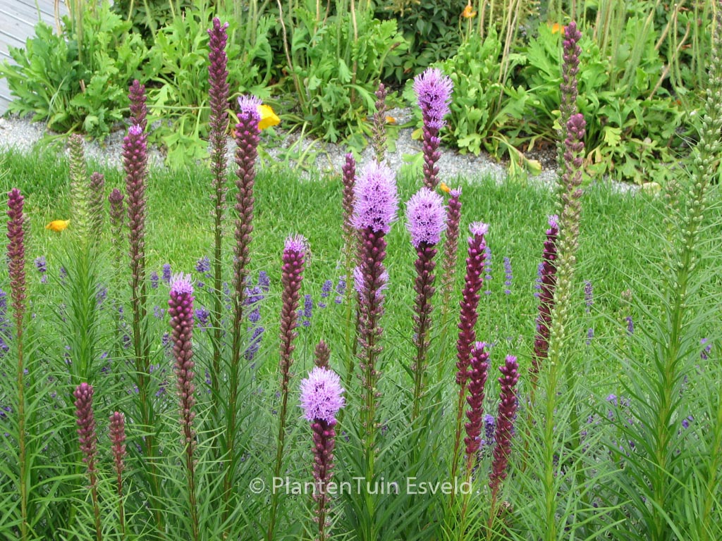 Liatris spicata
