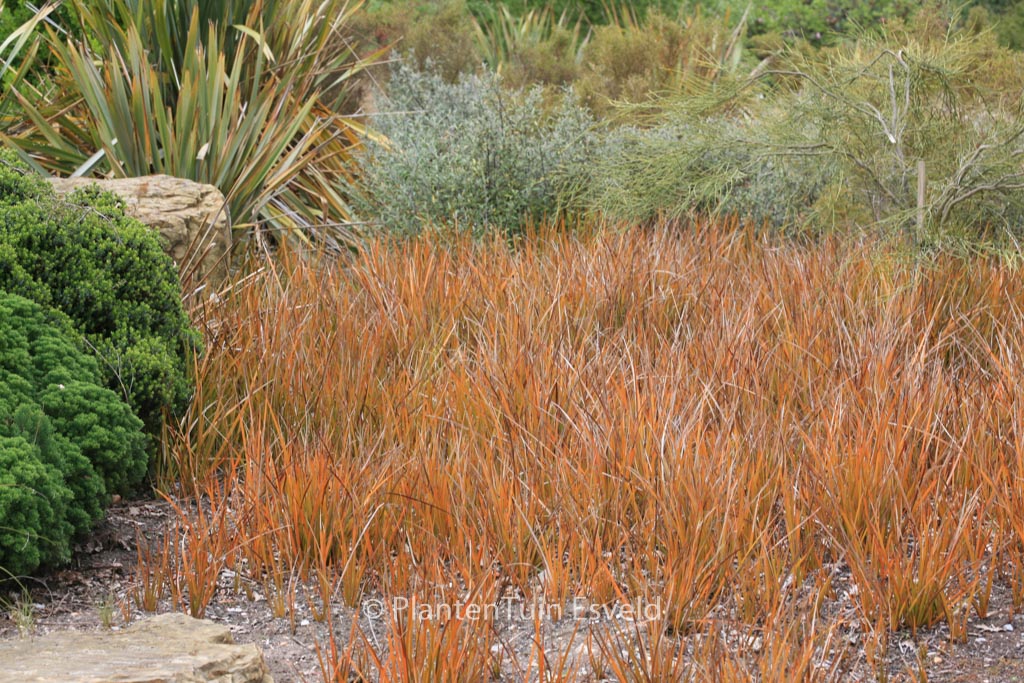 Libertia peregrinans