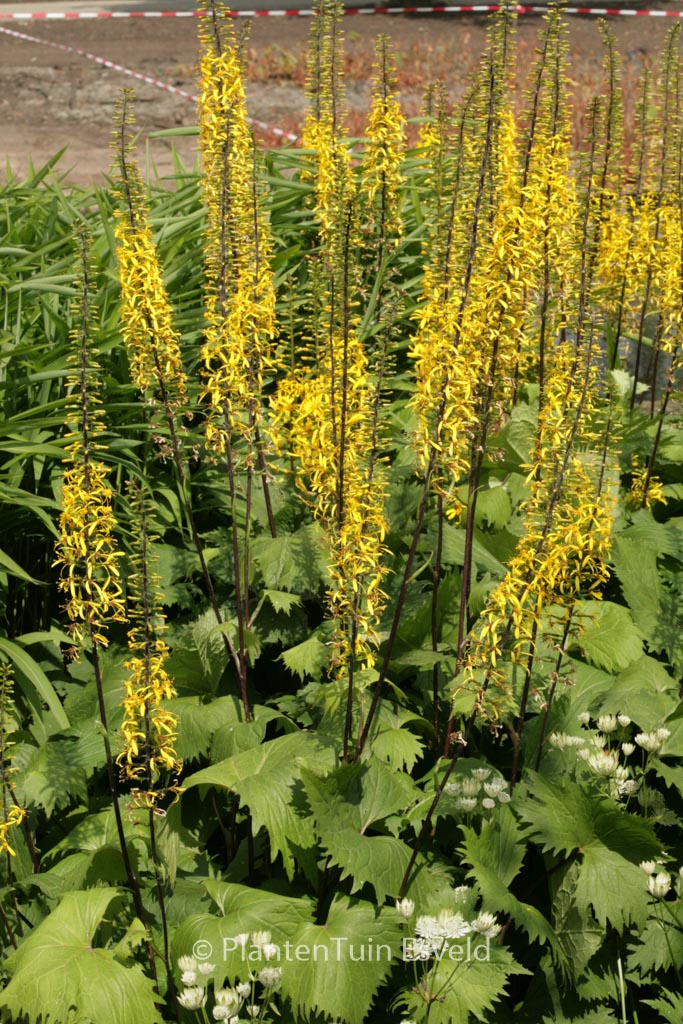 Ligularia ‘Little Rocket’