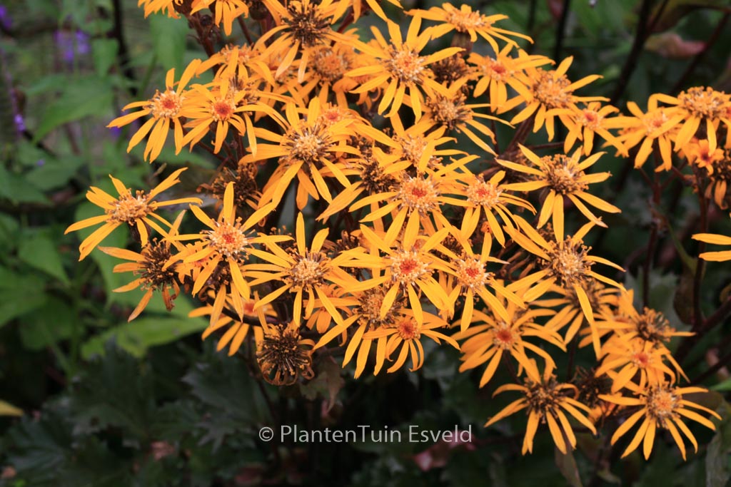 Ligularia ‘Osiris Fantaisie’