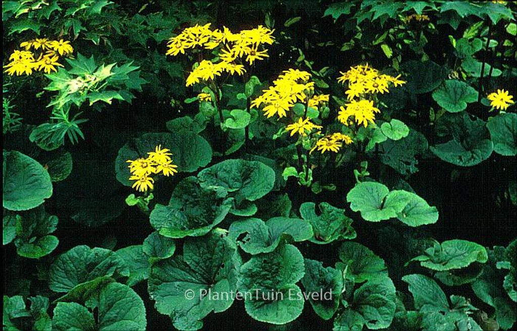 Ligularia dentata ‘Desdemona’