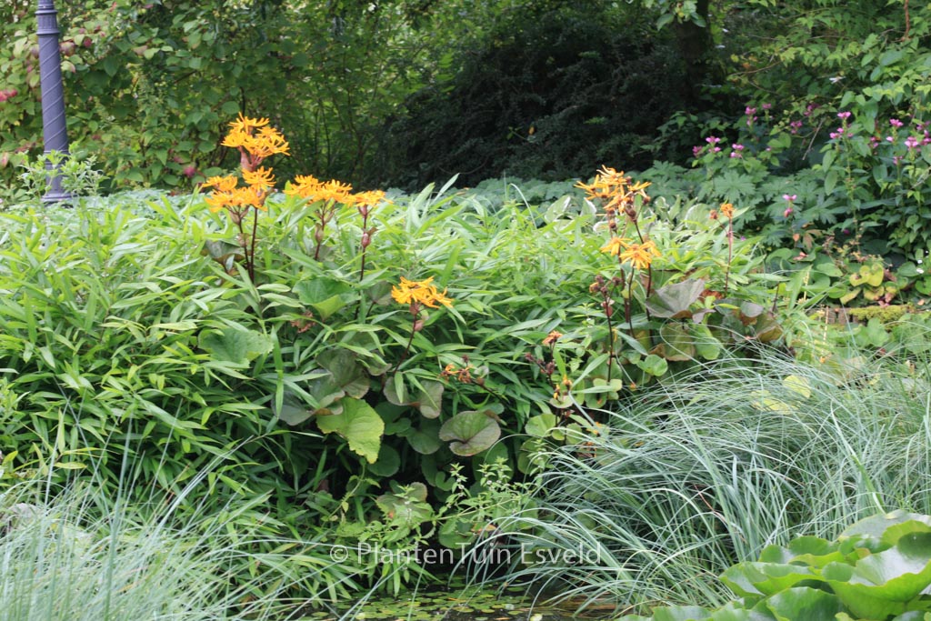 Ligularia dentata ‘Othello’