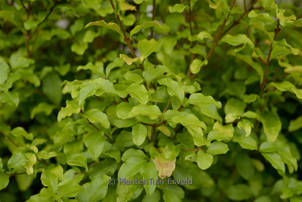 Ligustrum ‘Lemon Lime & Clippers’