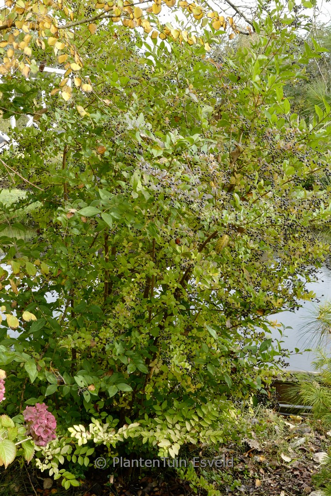 Ligustrum ‘Vicary’