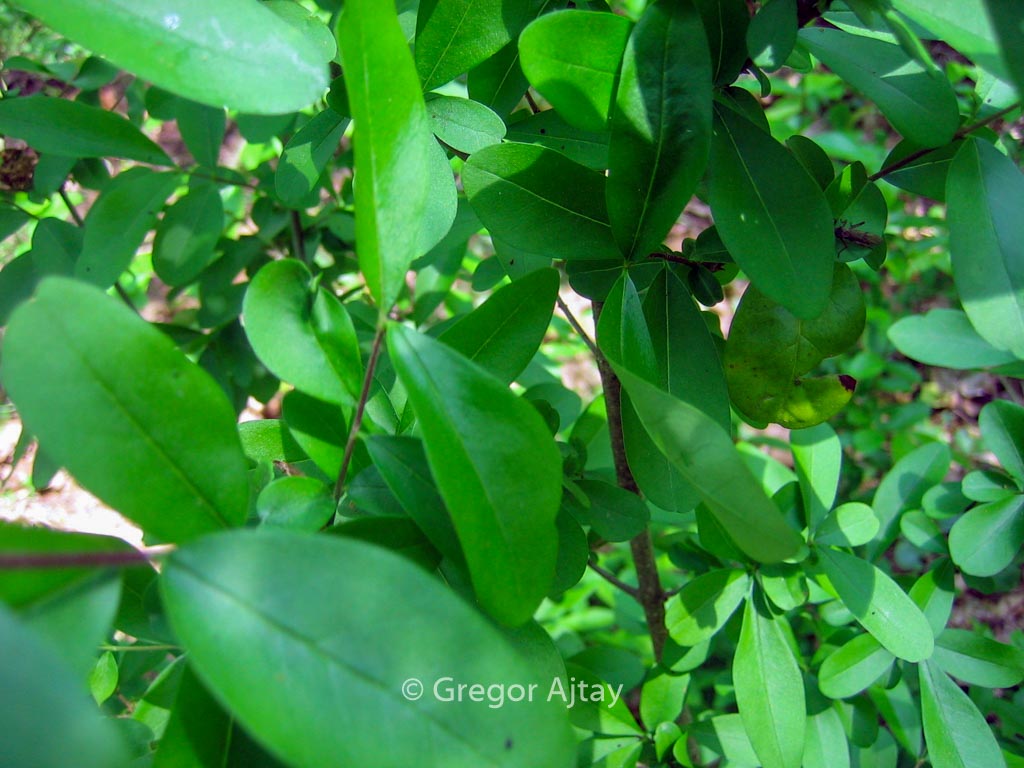 Ligustrum amurense