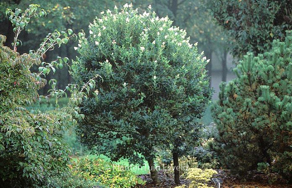 Ligustrum japonicum ‘Korean Dwarf’