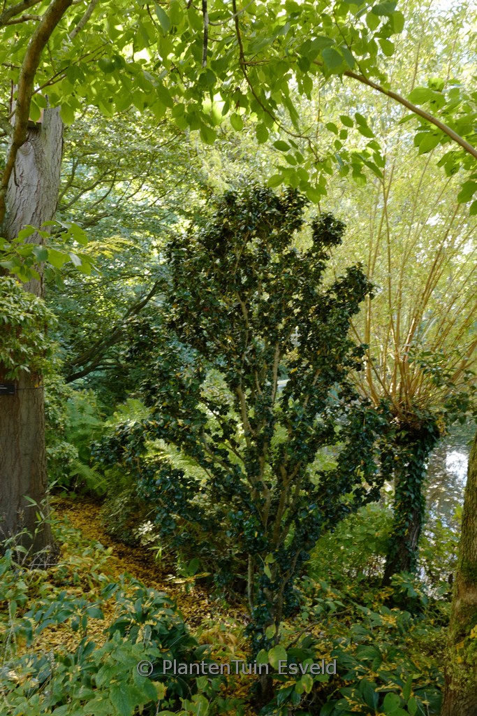 Ligustrum japonicum ‘Rotundifolium’