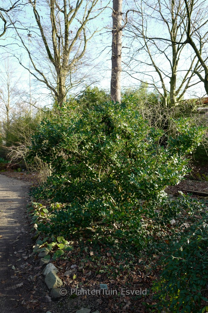 Ligustrum lucidum ‘Golden Wax’