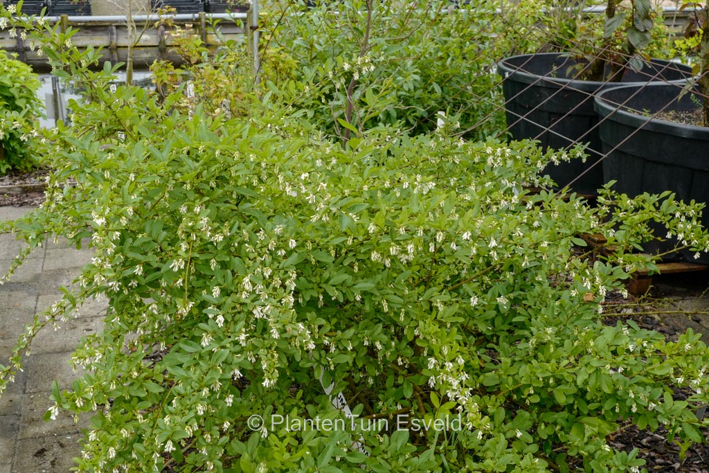 Ligustrum obtusifolium ‘Massif’