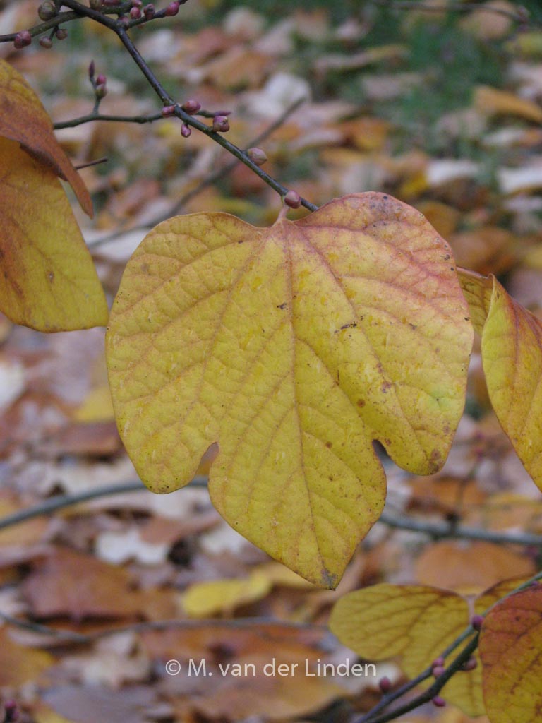 Ligustrum obtusifolium