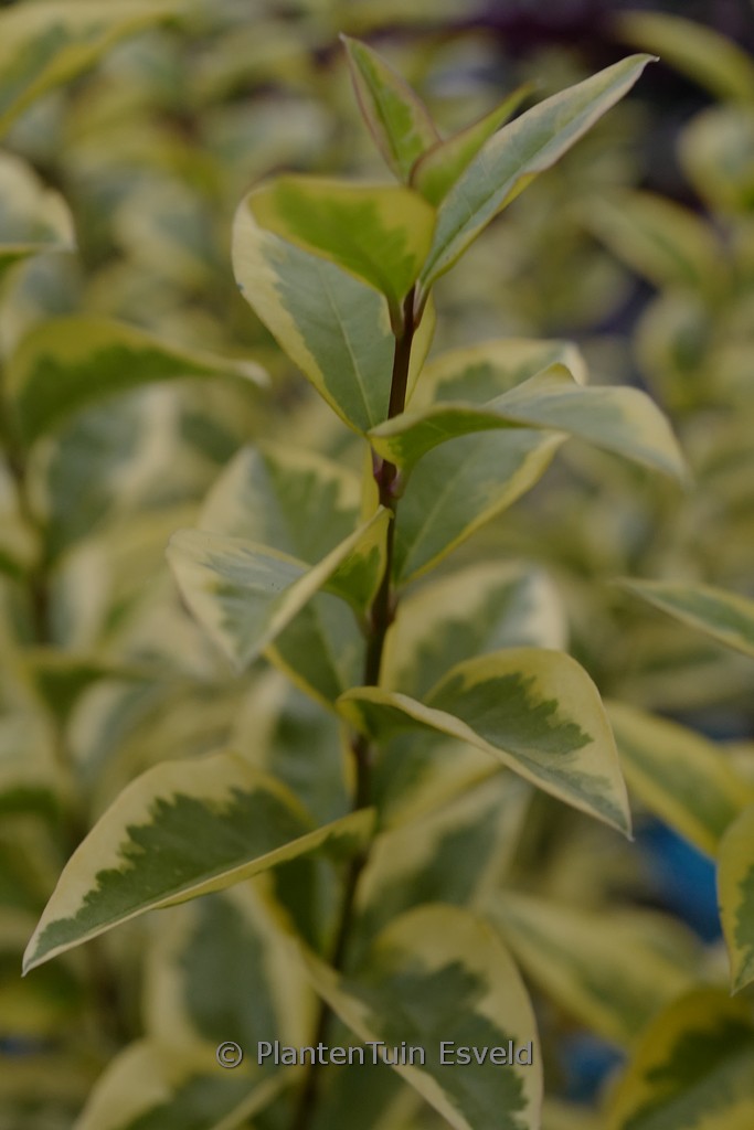 Ligustrum ovalifolium ‘Aureum’