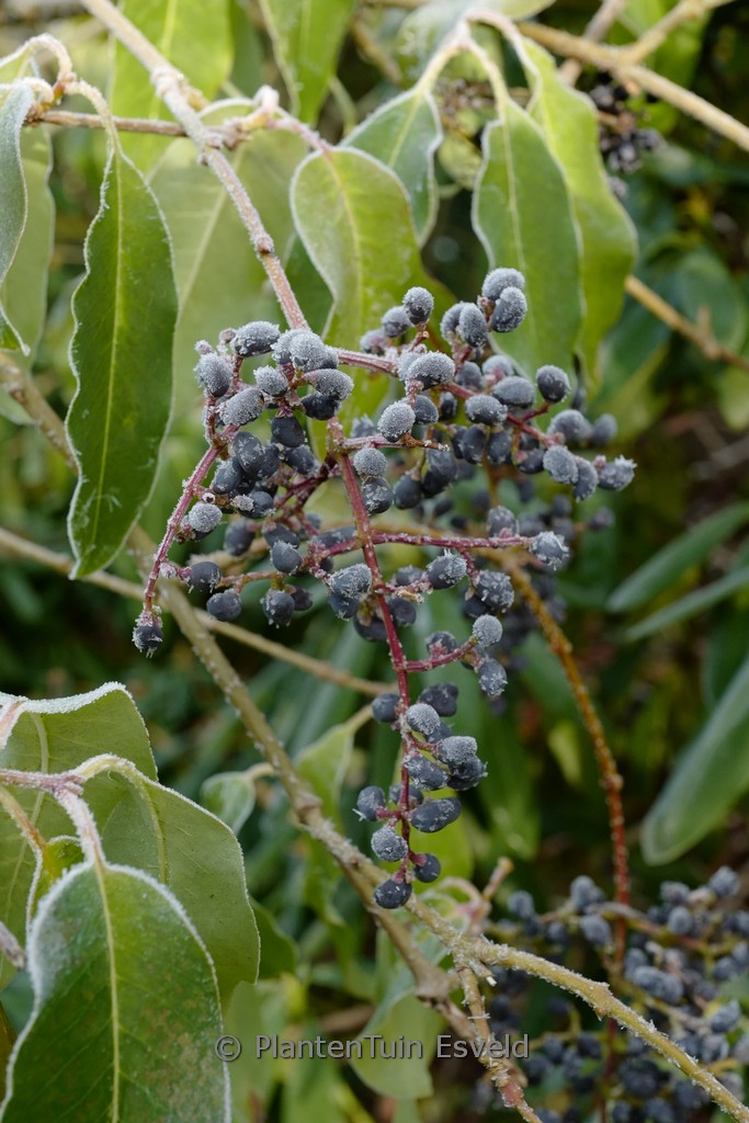 Ligustrum sinense stauntonii