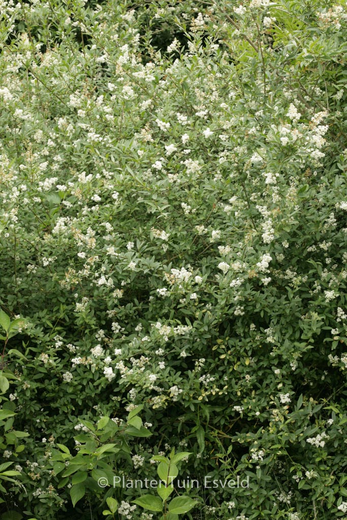 Ligustrum vulgare