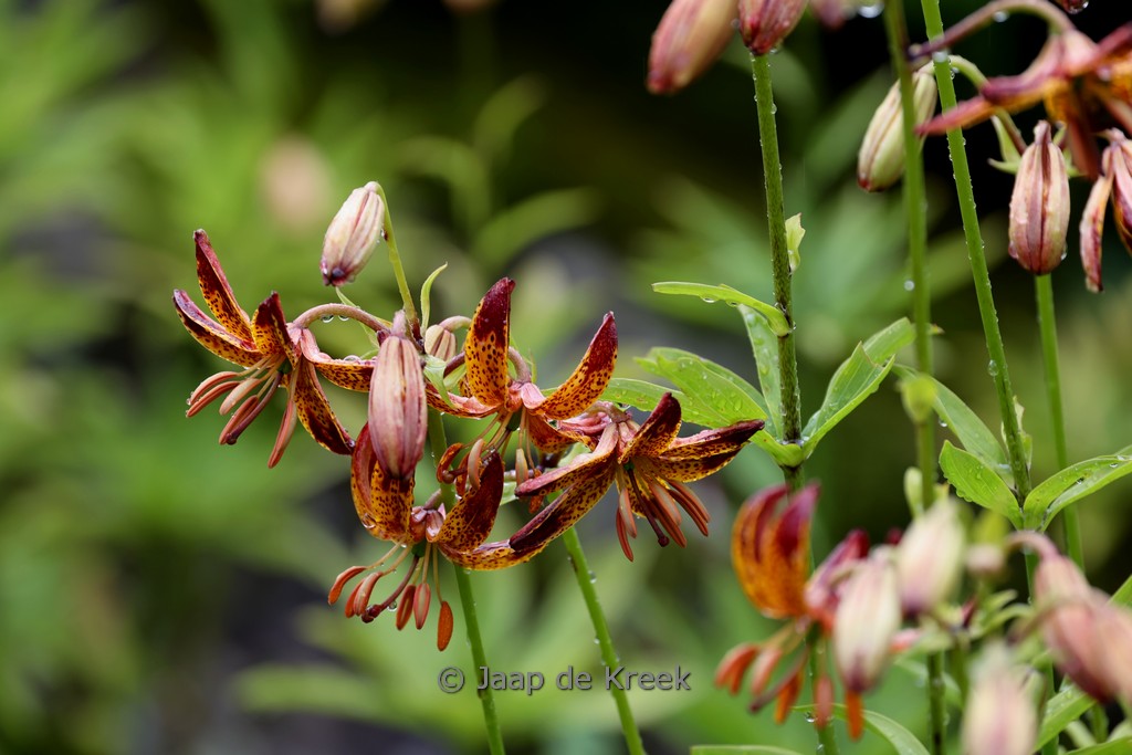 Lilium ‘Arabian Night’